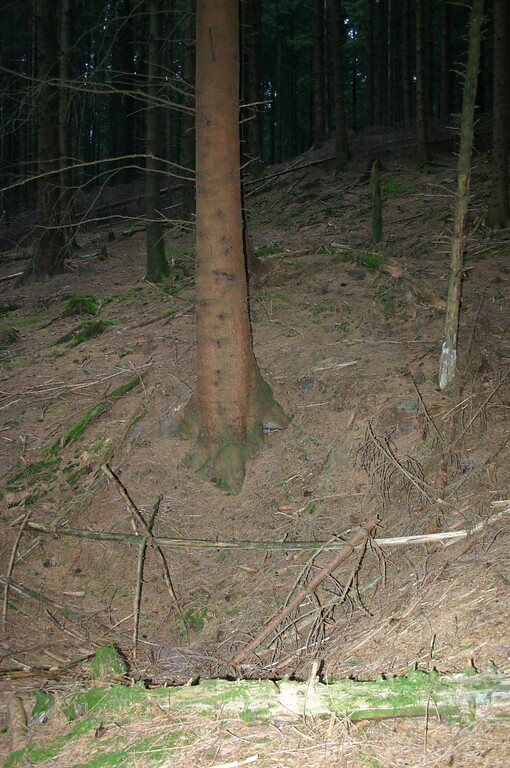 Gruben im Wald am Röthlingsberg (2008)