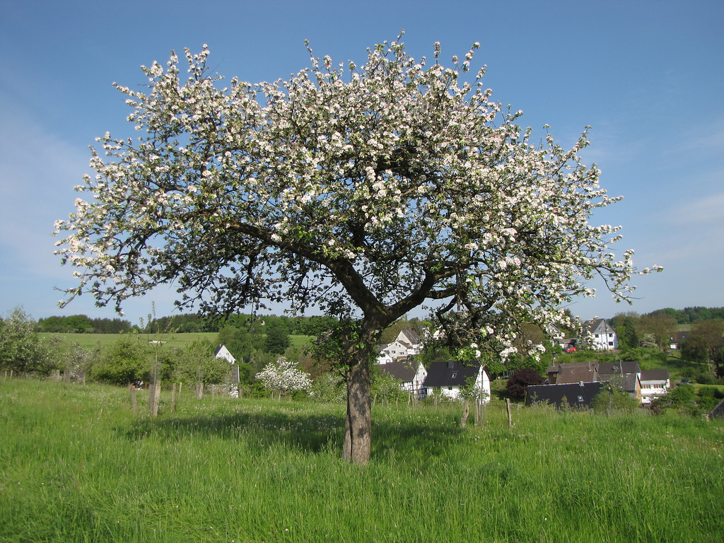 Ein Apfelbaum "Rheinischer Winterrambour" auf einer Obstwiese bei Nümbrecht (2013), dieser Kulturapfel zählt im Bergischen Land zu den häufigsten Sorten.