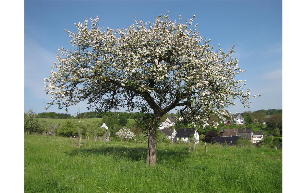 Ein Apfelbaum "Rheinischer Winterrambour" auf einer Obstwiese bei Nümbrecht (2013), dieser Kulturapfel zählt im Bergischen Land zu den häufigsten Sorten.