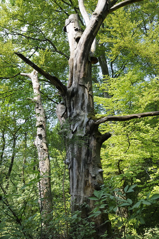 Stehendes Totholz im Eichen-Buchenwald (2011)