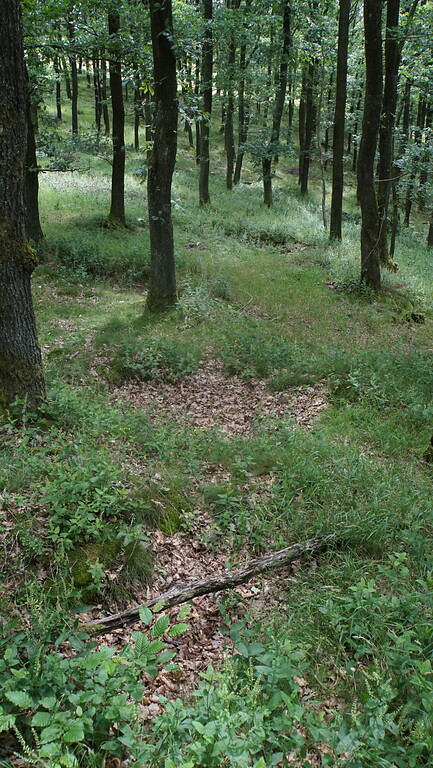 Reihe von Deckungslöchern im Wald an der Dicken Ley (2021)