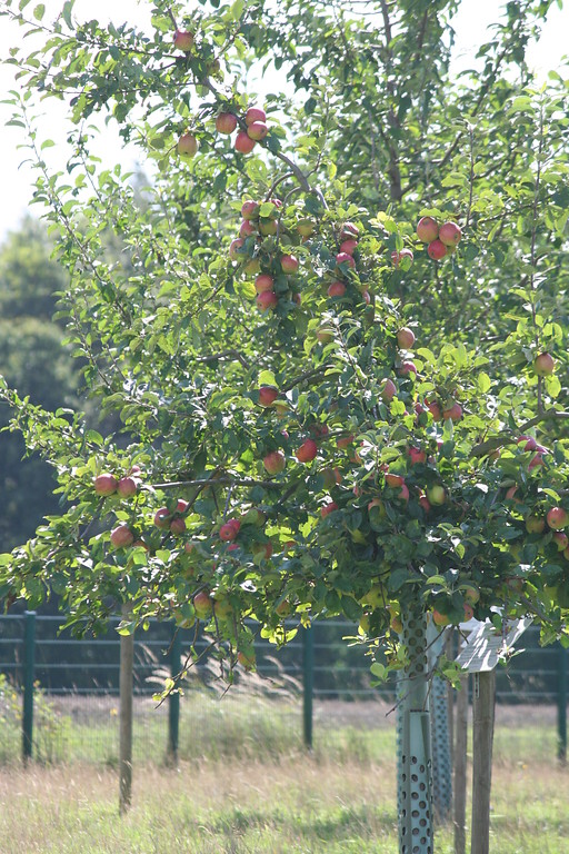 Nahaufnahme einer Apfelbaumkrone mit dicken roten Äpfeln auf der Streuobstwiese des Max-Planck-Instituts für Züchtungsforschung (2014).