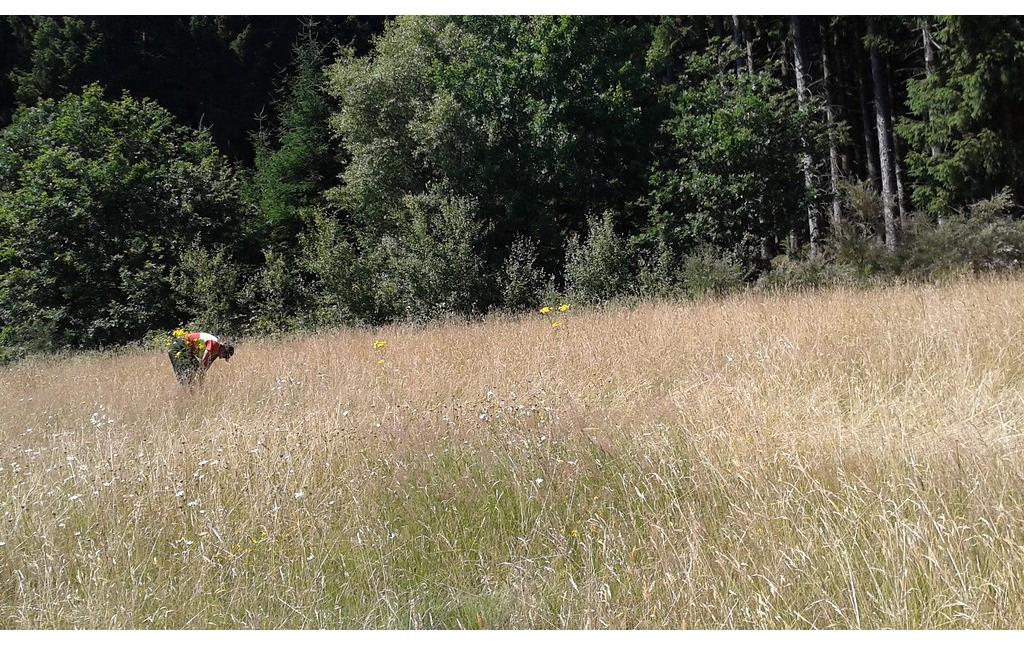 Um eine Verbreitung des Jakobs-Kreuzkrautes zu verhindern, muss es von Hand ausgestochen oder ausgerissen werden wie auf dieser artenreiche Wiese bei Kahlenberg in Kürten (2015)
