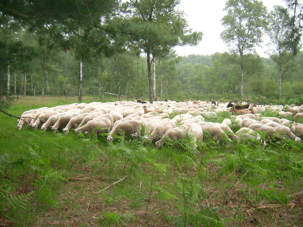 Schafe in der Hildener Heide