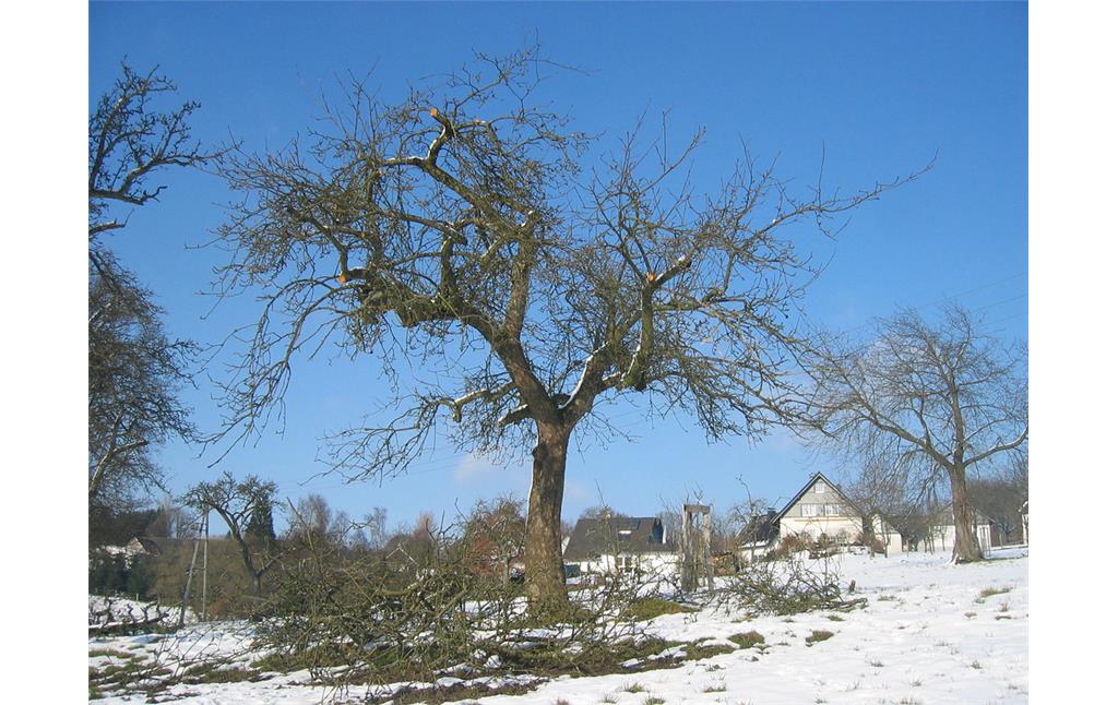 Nur durch regelmäßige Schnittmaßnahmen im Winter wie hier bei Mildsiefen, können die Obstbäume ein hohes Alter erreichen.