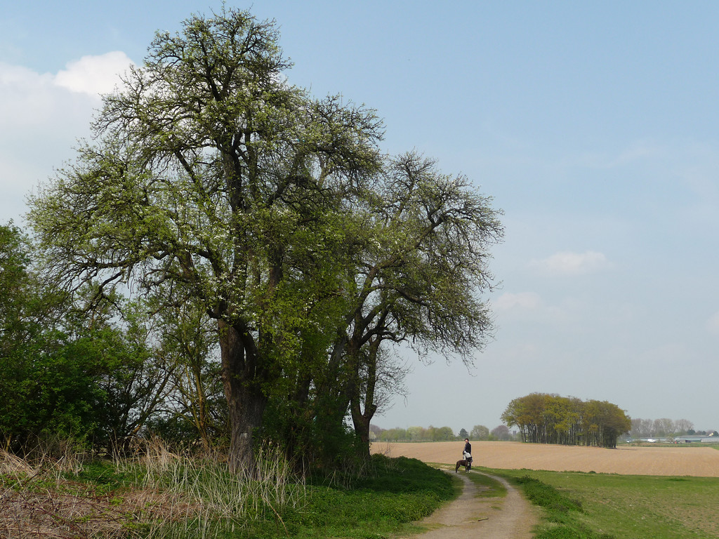 Abbildung 2: Birnbäume in der Ortswüstung Altenhof (2010)