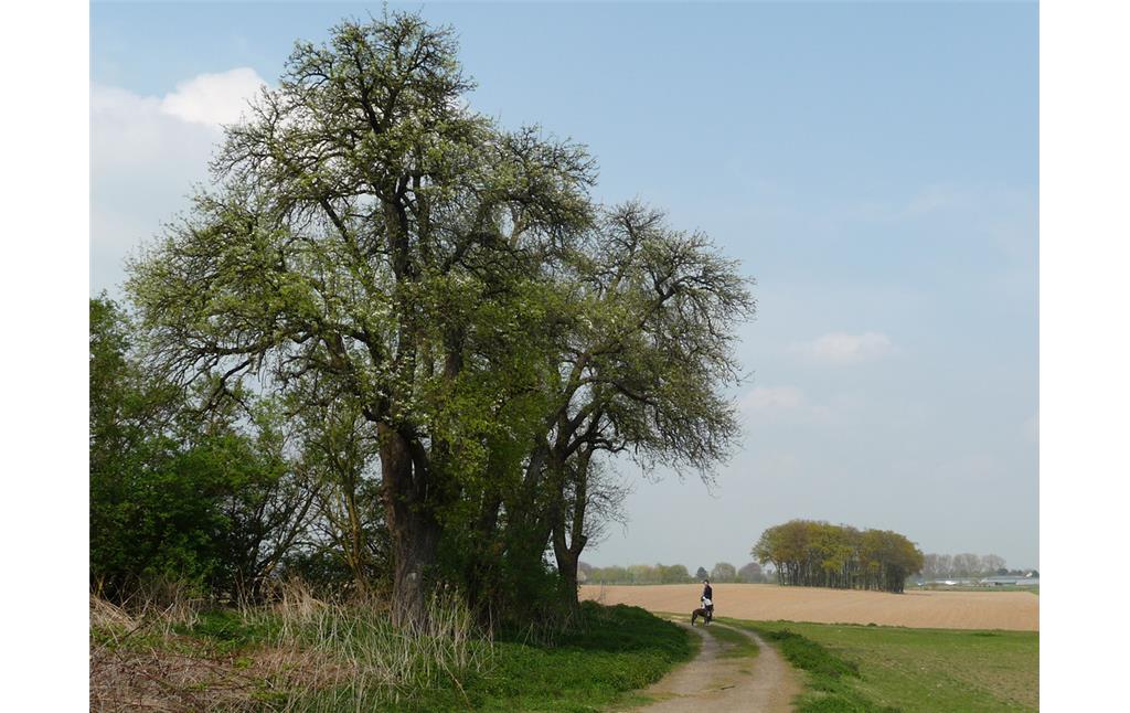 Abbildung 2: Birnbäume in der Ortswüstung Altenhof (2010)