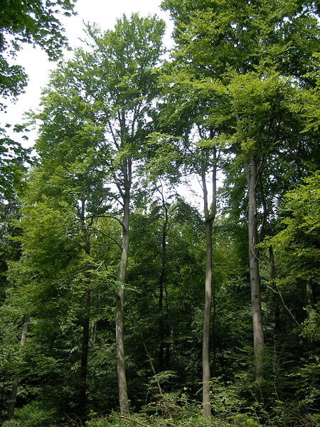 Rotbuchen im Naturschutzgebiet Seelbachs- und Eulenbruchswald in Freudenberg (2015)