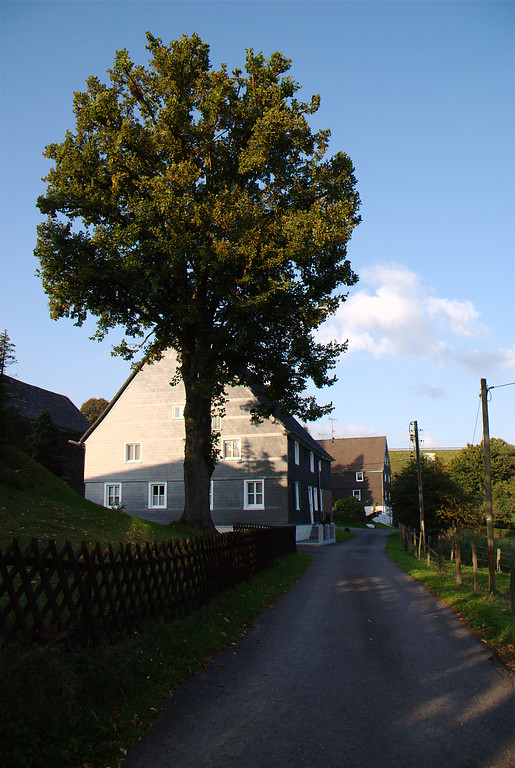 Hausbaum in Reinshagensbever (2008)