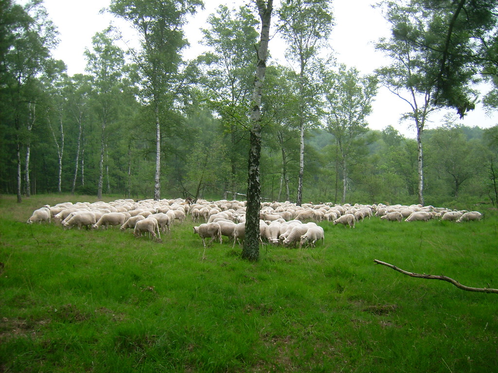 Schafherde in der Hildener Heide