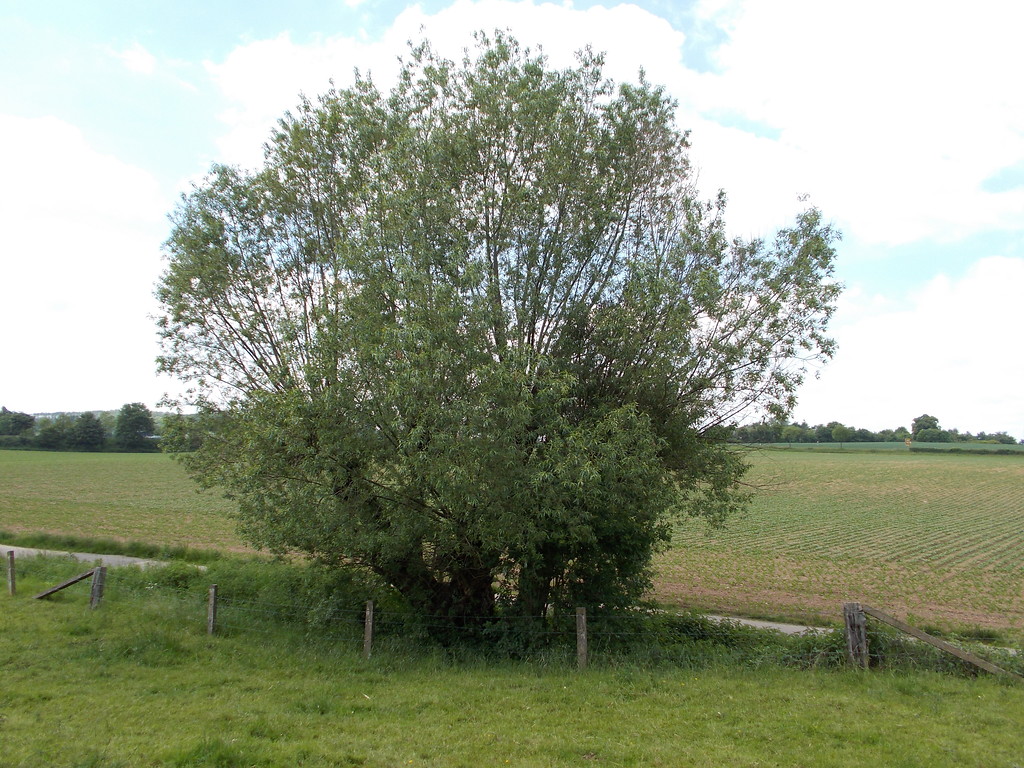 Einzeln stehende (solitäre) und imposante Kopfweide an einem Feldweg bei Düren-Kufferath (2013)