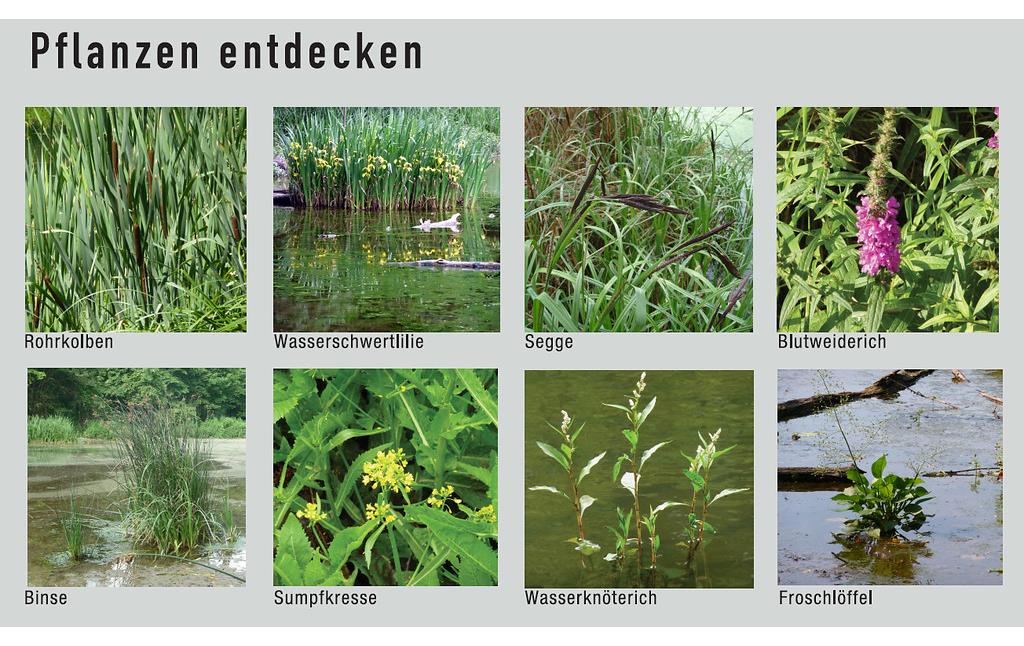 Abbildung 6: Ausschnitt Pflanzen entdecken aus Informationstafel Was man am Auensee erleben kann (2019)