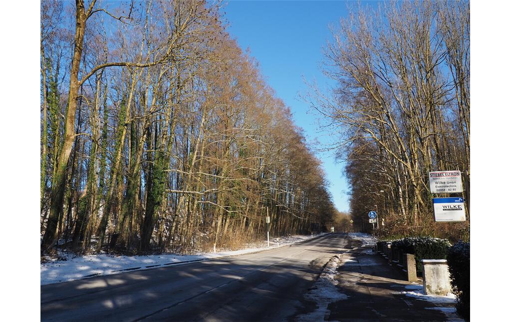 Versteckt hinter den Bäumen liegen links und rechts der Landstraße nach Aprath die Brüche Voßbeck und Schickenberg (2021)