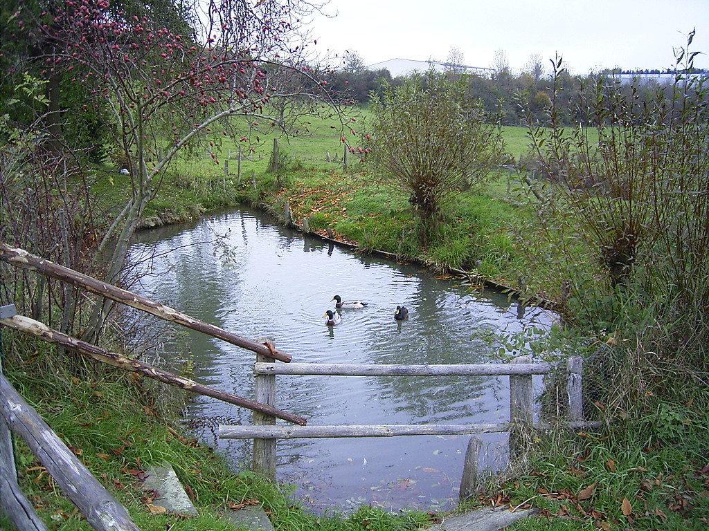 Teich in Sohl (2007)