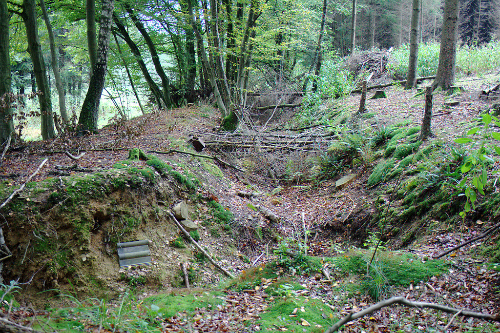 Verlandeter Obergraben der Wassermühle bei Bühlstahl (2013)