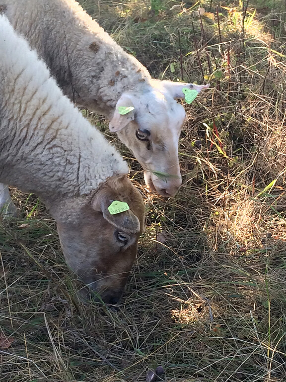 Schafe halten die Vegetation der Venloer Heide kurz (2016)