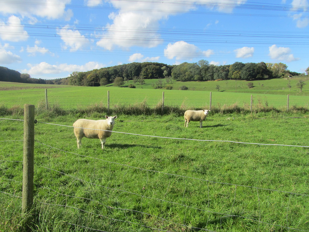 Schafe bei Burg Ramelshoven (2014)