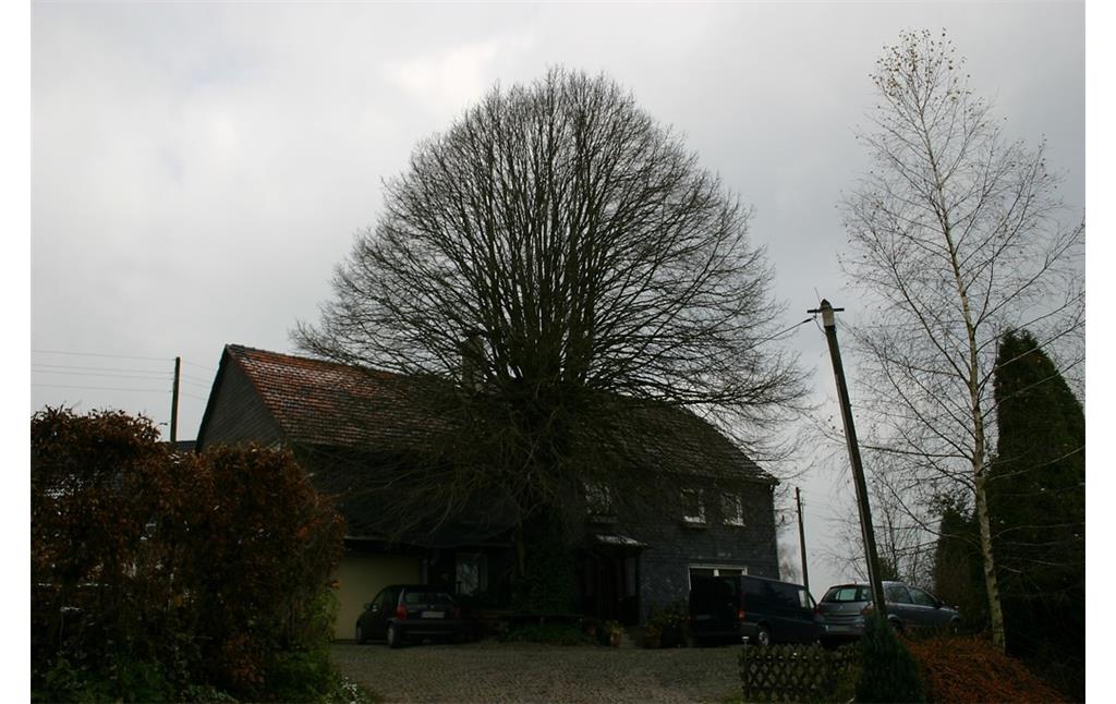 Landwirtschaftlicher Hof mit Hofbaum in Elberhausen (2007)