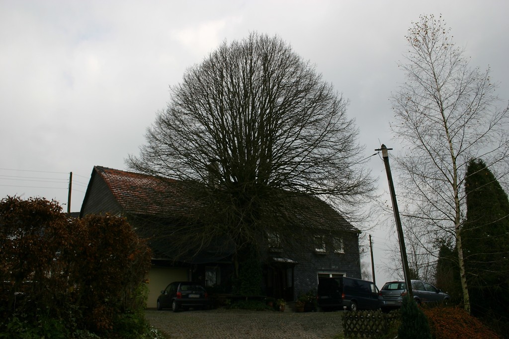 Landwirtschaftlicher Hof mit Hofbaum in Elberhausen (2007)