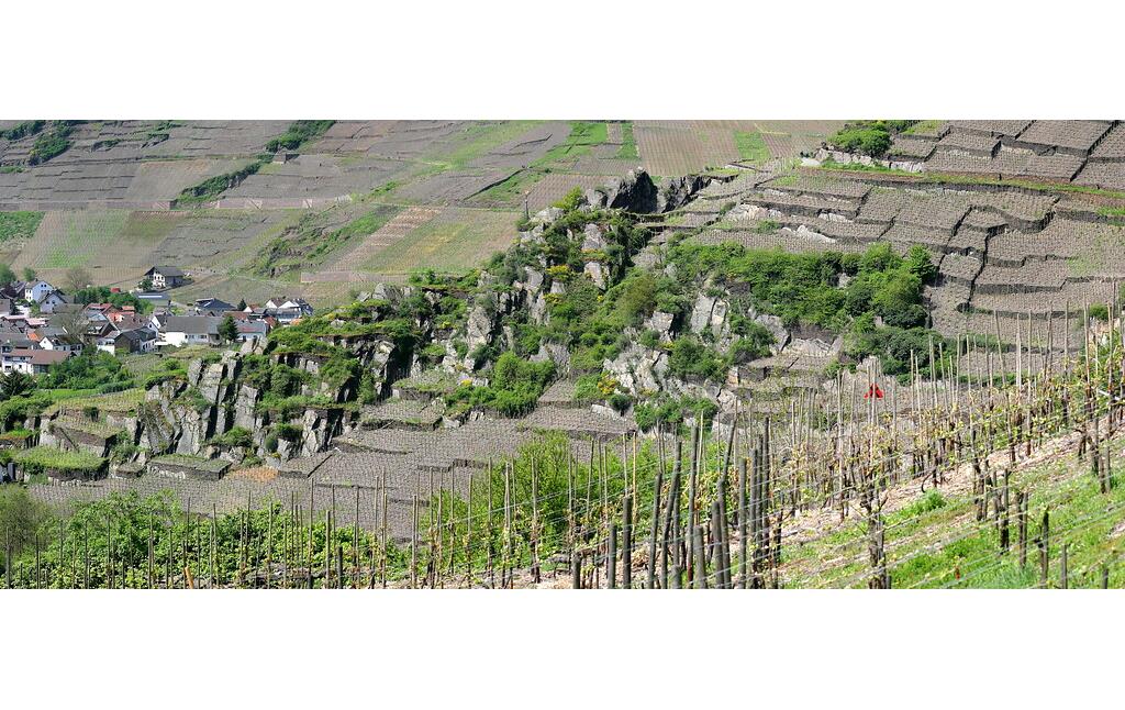 Weinbau-Steillagen in Mayschoß an der Ahr (2020)
