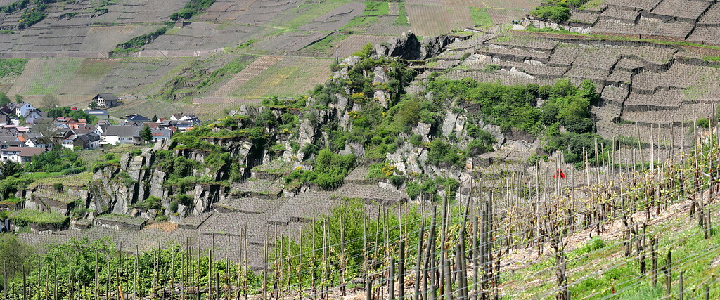 Weinbau-Steillagen in Mayschoß an der Ahr (2020)