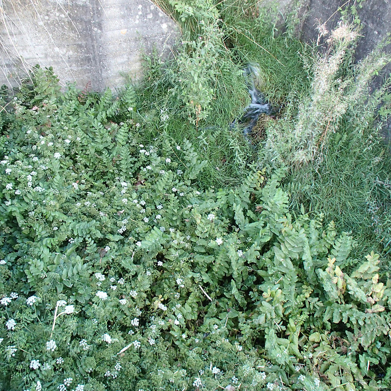 Abbildung 10: Blüte von Merk und Weidenröschen am Kalksinter (2013)