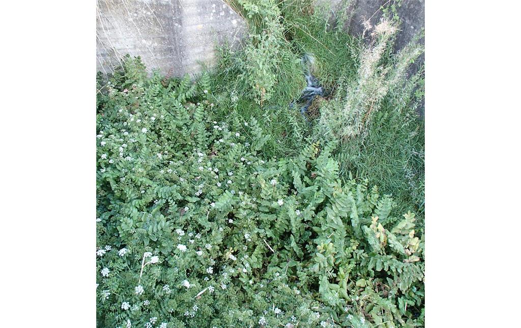 Abbildung 10: Blüte von Merk und Weidenröschen am Kalksinter (2013)