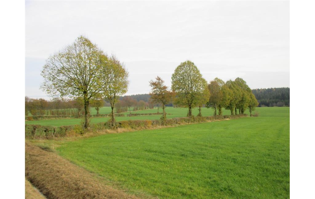 Die Hecken bei Udenbreth ergeben eine Kammerung der Landschaft. (2014)