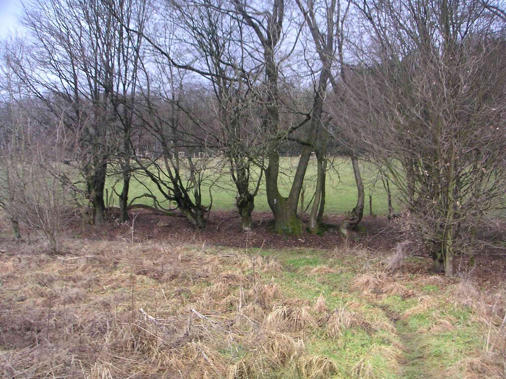 Die Geländestufe mit Baumbewuchs weist auf einen ehemaligen Weg hin (2008)