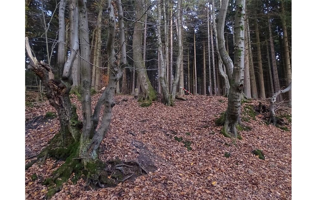 Historische Niederwaldrelikte im Gelpetal (2019)