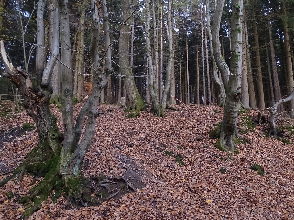 Historische Niederwaldrelikte im Gelpetal (2019)