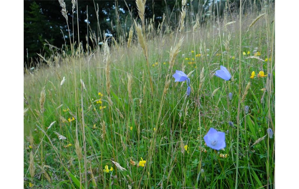 Auf dieser artenreichen Weide "In der Breibacher Dellen" in Kürten leuchten auch blaue Tupfer aus der Familie der Glockenblumen, die im Bergischen Land nicht allzu häufig anzutreffen sind (2015)