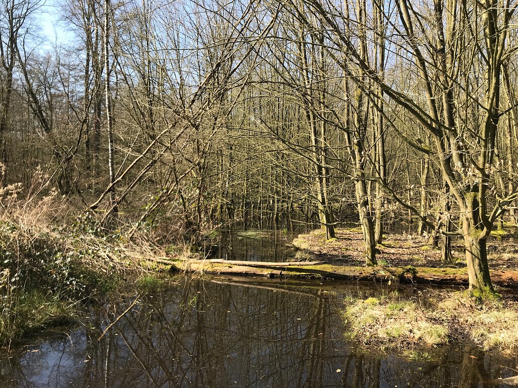 Der Königsdorfer Wald zeigt stellenweise stark vernässte Partien (2020)