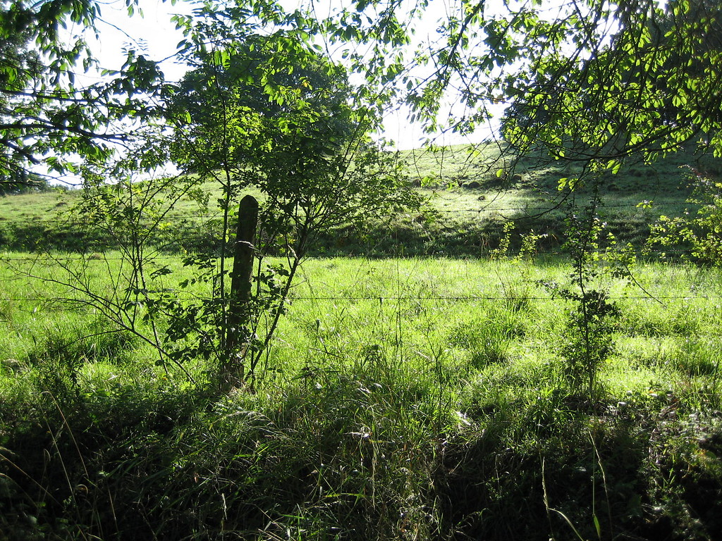 Ackerterrassen mit Einzelbüschen bei Bouderath (2015).