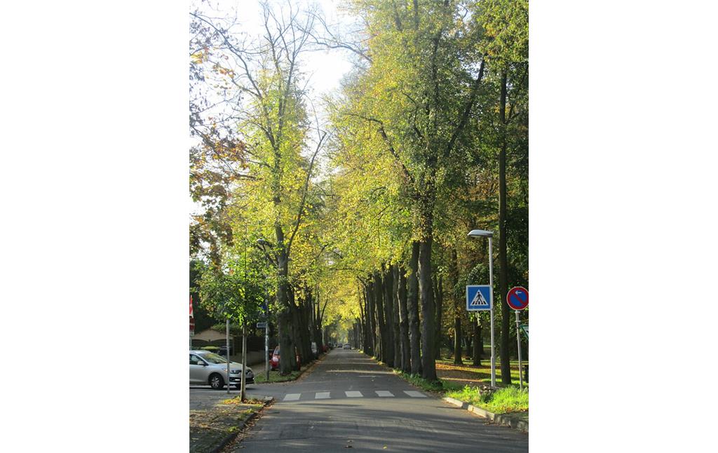 Die Straße "Stadtpark" in Rheinbach ist geprägt von einer Lindenallee (2014)