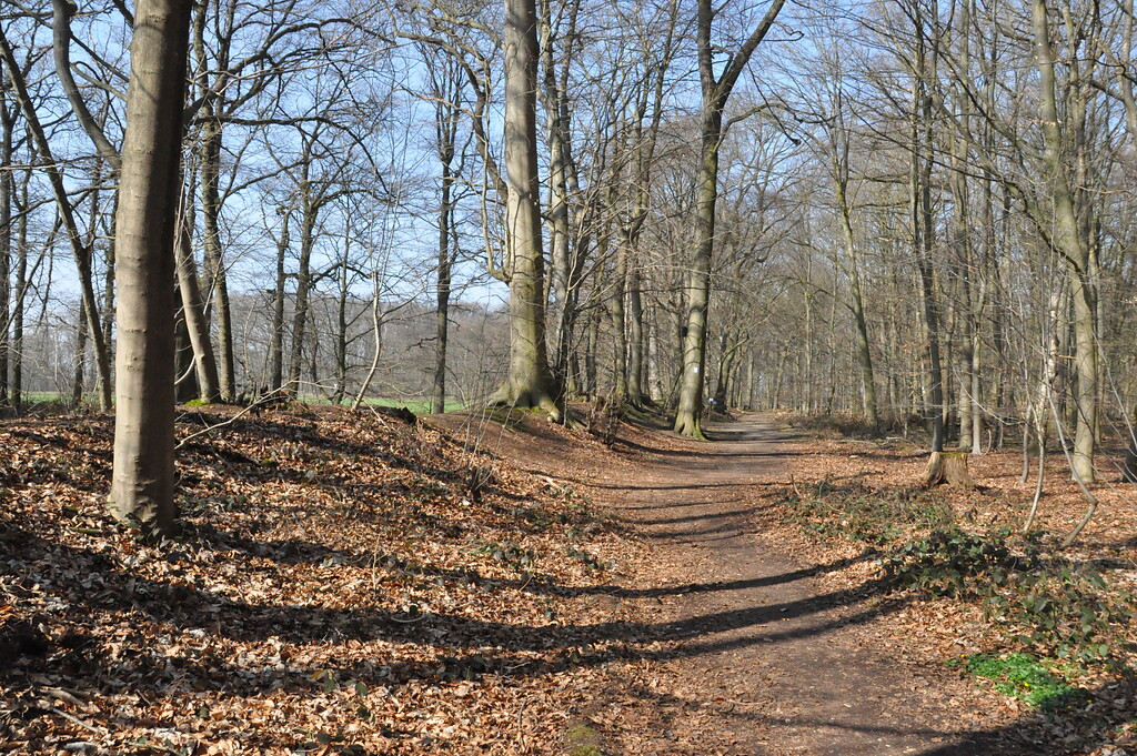 Der Wanderweg führt entlang des Landwehrstücks im Tüschenbroicher Wald (2021)