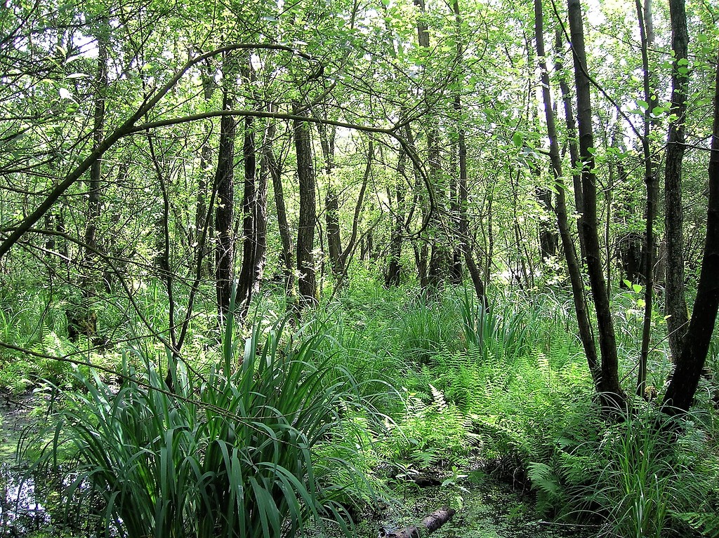 Naturschutzgebiet Fleuthkuhlen in Geldern und Issum (2006)