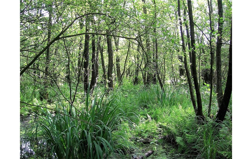 Naturschutzgebiet Fleuthkuhlen in Geldern und Issum (2006)