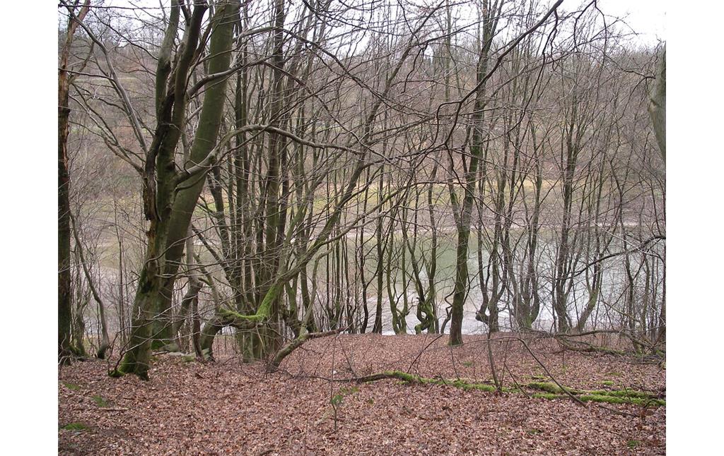 Durchgewachsene Buchenhecken im Wald verweisen auf die ehemalige Siedlung Mühlenberg (2008)