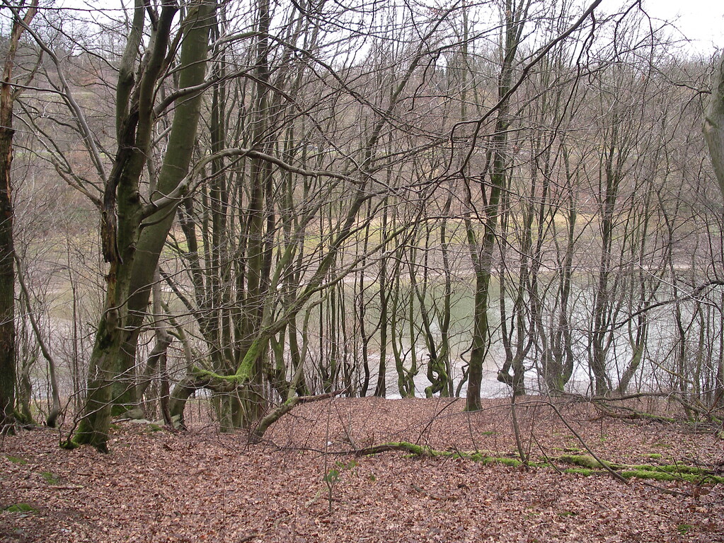 Durchgewachsene Buchenhecken im Wald verweisen auf die ehemalige Siedlung Mühlenberg (2008)