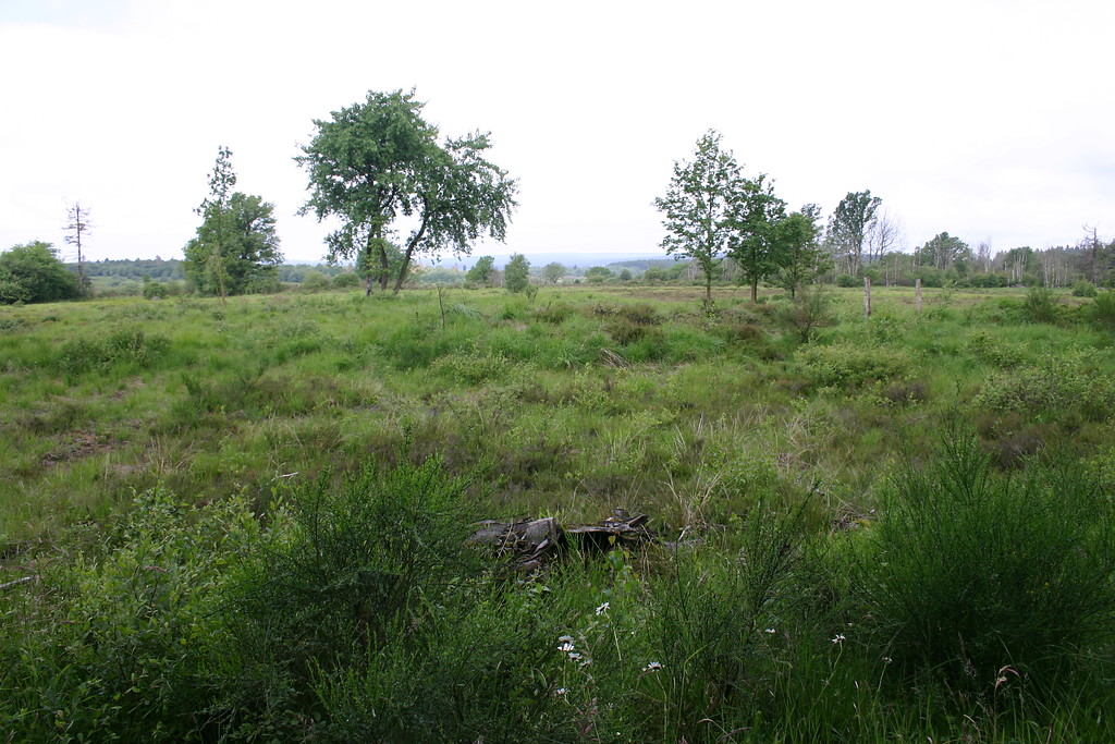 Heide- und Moorflächen im nordöstlichen Bereich des Truppenübungsplatzes, 2011