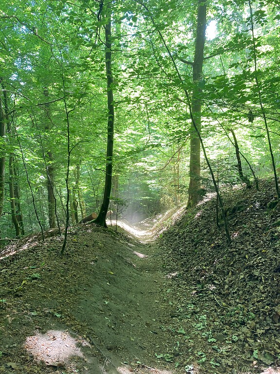 Hohlweg zwischen Kaltenherberg und Bökershammer (2020)