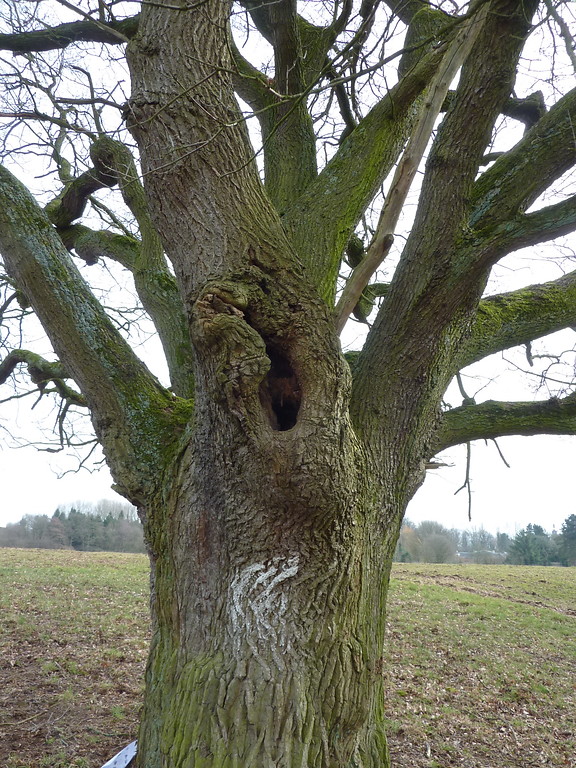 Altbaum in der Lippeaue 2018 mit Baumhöhle