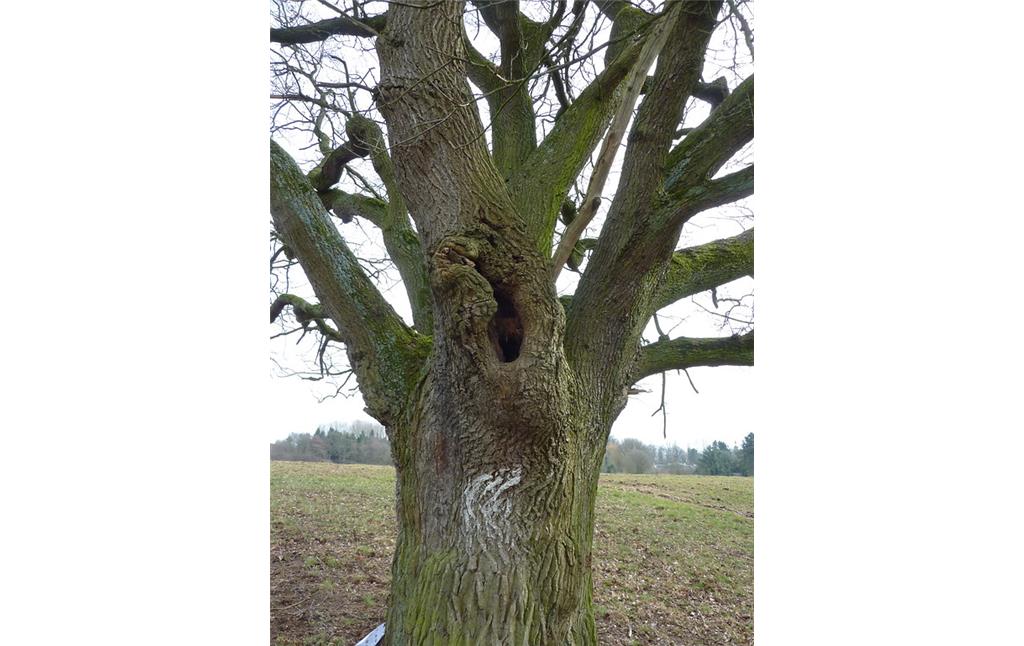 Altbaum in der Lippeaue 2018 mit Baumhöhle