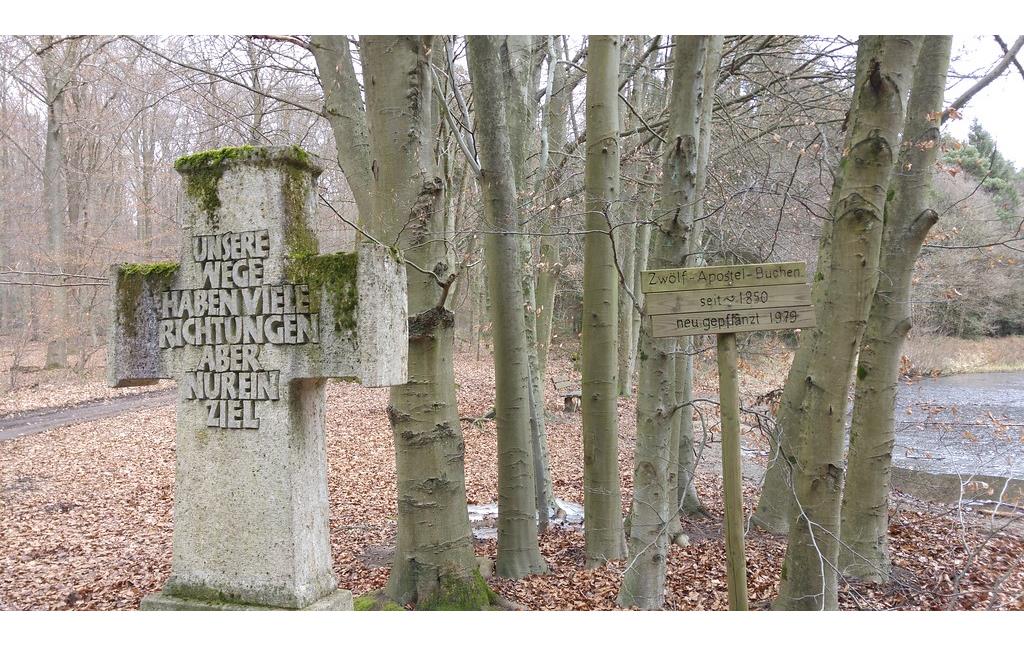 Zwölf-Apostel-Buchen im Lohmarer Wald (2017)