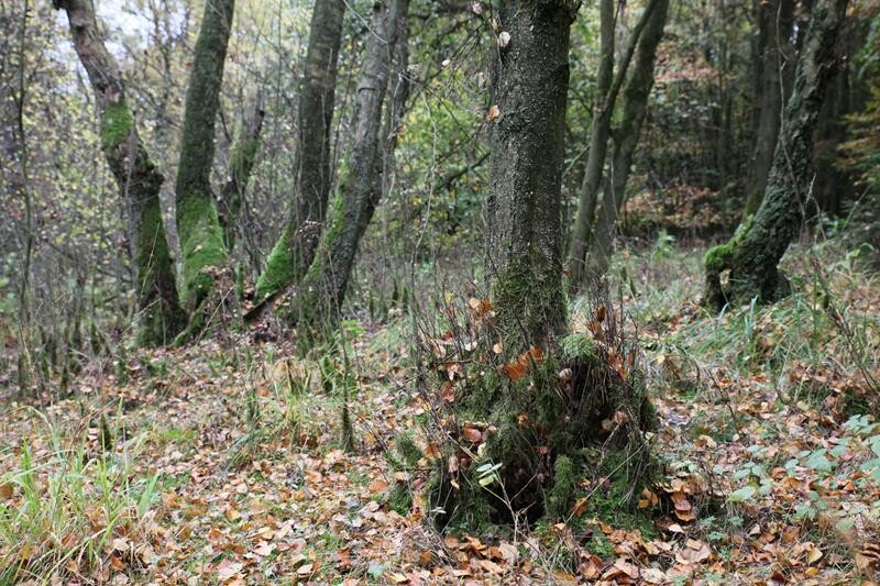 Stockausschlag an einem Laubbaum im historischen Niederwald im Feldbachtal (2018)