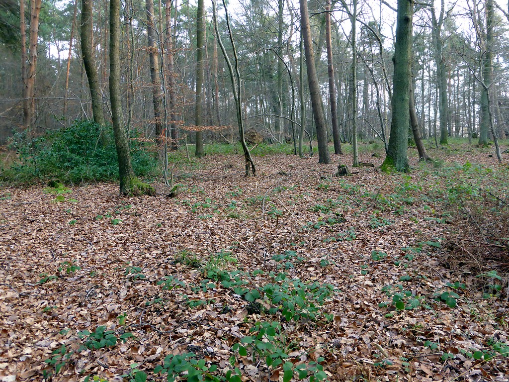 Gelände des alten jüdischen Friedhofs im Wald auf dem Sinziger Mühlenberg (2015)