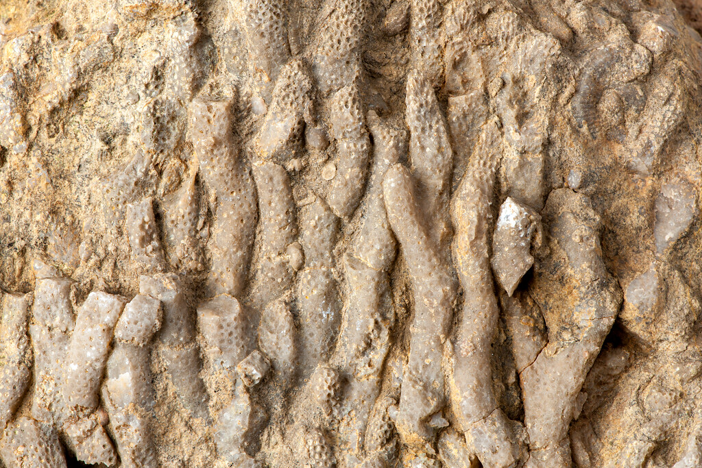 Blankenheim-Blankenheimerdorf (2022). Kolonie aus Stromatoporen. Aufgrund der Form werden solche Stücke auch als Spaghetti-Steine bezeichnet.