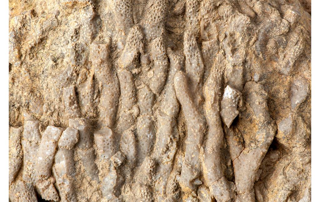 Blankenheim-Blankenheimerdorf (2022). Kolonie aus Stromatoporen. Aufgrund der Form werden solche Stücke auch als Spaghetti-Steine bezeichnet.