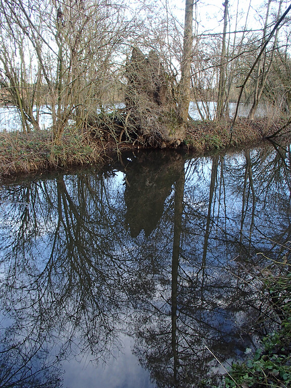 Abbildung 8: Wurzelteller durch umgestürzten Baum auf dem Wall zwischen Hochwasserentlastungsgraben und Teich "Große Laache" (2012)